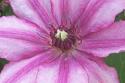 Clematis 1
Picture # 281
