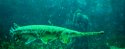 Spotted Gar
Picture # 584
