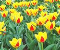 Colorful Tulips
Picture # 609
