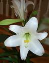 Easter Lily
Picture # 630
