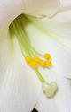 Easter Lily Pistil and Stamens
Picture # 631
