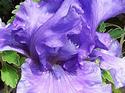 Blue Iris in the Rain
Picture # 650
