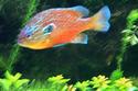 Orange Spotted Sunfish
Picture # 715
