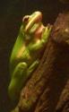 Tree Frog
Picture # 716
