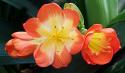 Clivia Blossoms
Picture # 753
