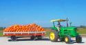 John Deere Tractor Pulling Pumpkins
Picture # 843
