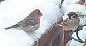 Purple Finch and Chickadee
Picture # 1141
