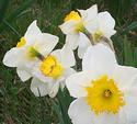 Daffodils
Picture # 1148
