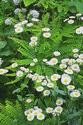 Fleabane Flowers and Maidenhair Fern
Picture # 1178
