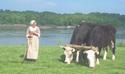 Woman and Oxen
Picture # 1199
