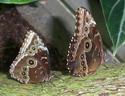 Two Butterflies
Picture # 1205

