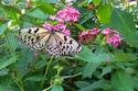 Paper Kite Butterfly on Pentas
Picture # 1207
