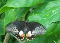 Common Mormon Butterfly
Picture # 1209
