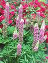 Purple and White Lupine
Picture # 1216
