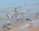 Sea Gulls Leave the Beach
Picture # 1231
