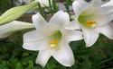 Easter Lilies in My Garden
Picture # 1261
