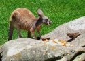 Young Kangaroo
Picture # 1255
