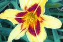 Day Lily
Picture # 1254
