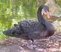 Black Swan
Picture # 1295

