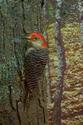 Red Headed Woodpecker
Picture # 1412
