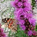 Butterfly on Liatris
Picture # 1746
