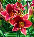 Day Lilies (Wine Country Gardens)
Picture # 1748
