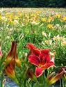 Field of Lilies (Wine Country Gardens)
Picture # 1749
