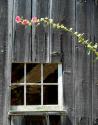 Hollyhock Reaching
Picture # 4058
