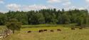 Cattle Grazing
Picture # 4062
