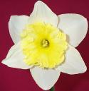 Daffodil
Picture # 219
