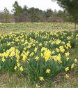 Daffodil Fields
Picture # 230
