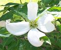 Dogwood 1
Picture # 254
