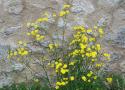 Yellow Flowers by a Stone Wall
Picture # 455
