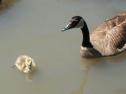 Canada Goose and Gosling 1
Picture # 257
