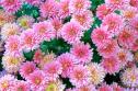 Chrysanthemums 1
Picture # 5
