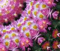 Chrysanthemum Kaleidoscope
Picture # 3352
