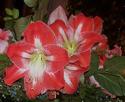 Amaryllis Blossoms
Picture # 1944
