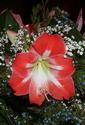 Amaryllis and Baby`s Breath
Picture # 1942
