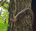 Skink
Picture # 2140
