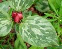 Red Trillium Bud - Wake Robin
Picture # 2141
