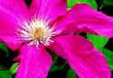 Clematis Blossom
Picture # 2165
