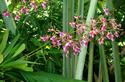 Orchids
Picture # 2189
