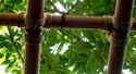 Lashed Bamboo Trellis
Picture # 2196
