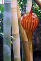 Chihuly Glass and Bamboo
Picture # 2197
