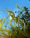 Chihuly Glass on the Rose Arbor
Picture # 2208
