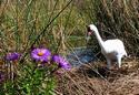 Whooping Crane and Asters
Picture # 2318
