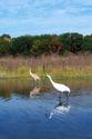 Whooping Crane Mother and Chick
Picture # 2294
