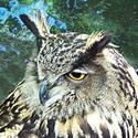Eurasian Eagle Owl
Picture # 2608
