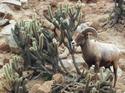 Desert Bighorn Sheep
Picture # 2924
