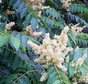 Staghorn Sumac Flowers
Picture # 3075
